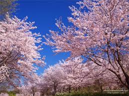 桜の木②