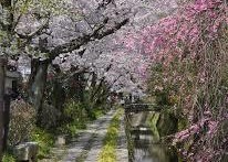 京都①哲学の道 (2)