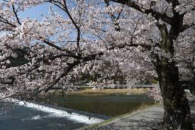 嵐山公園⑤桜